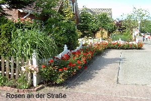 Rosen an der Strae